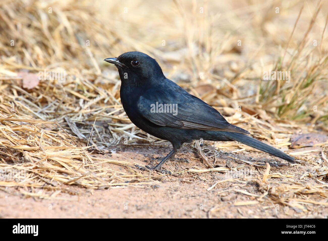 Südlichen Schwarzen, Melaenornis pammelaina, Leopard Hill, Lusaka, Sambia Stockfoto