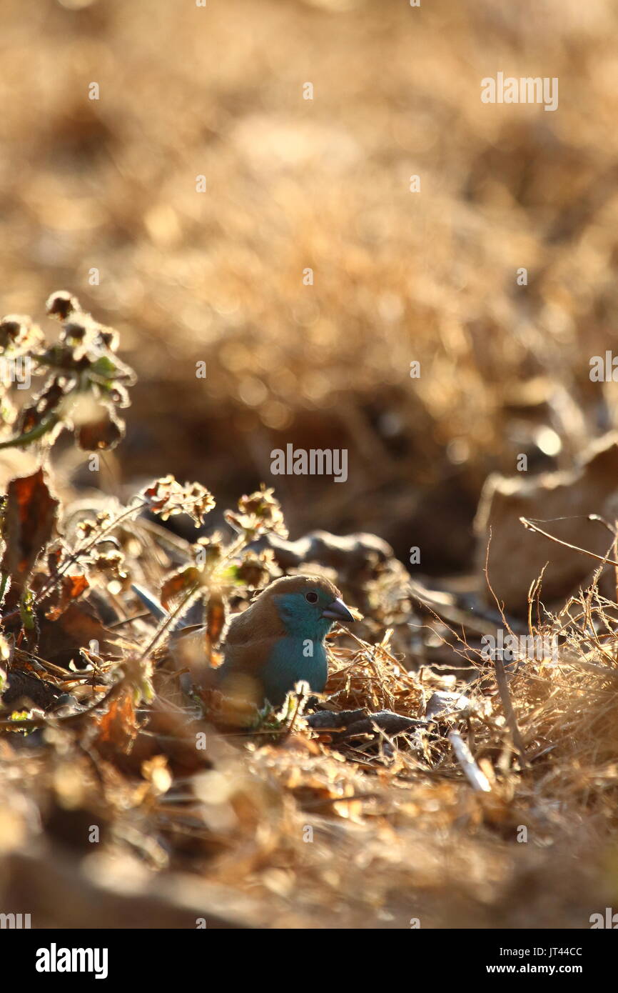 Blau, Uraeginthus angolensis Waxbill, Leopard Hill, Lusaka, Sambia, Südafrika Stockfoto