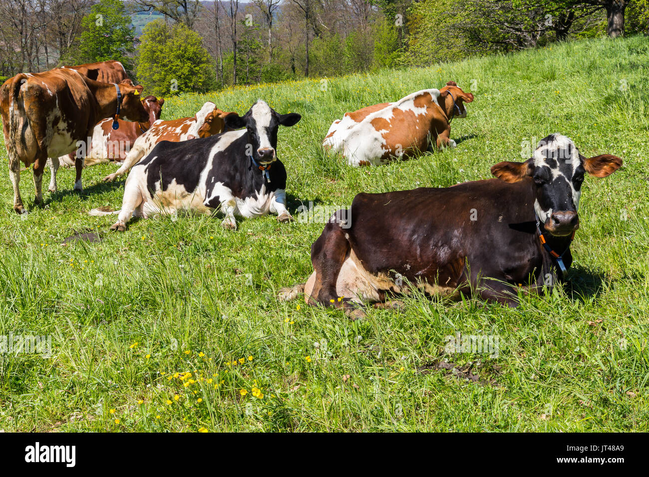 Kühe Ruhe und Geselligkeit in der Landschaft, in der Schweiz. Stockfoto