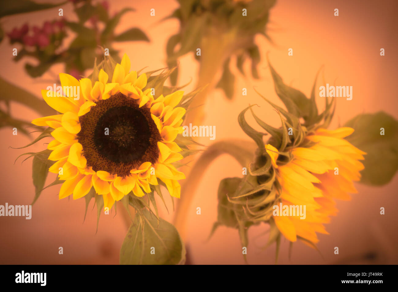 Sonnenblumen vintage Farbe getönt Stockfoto