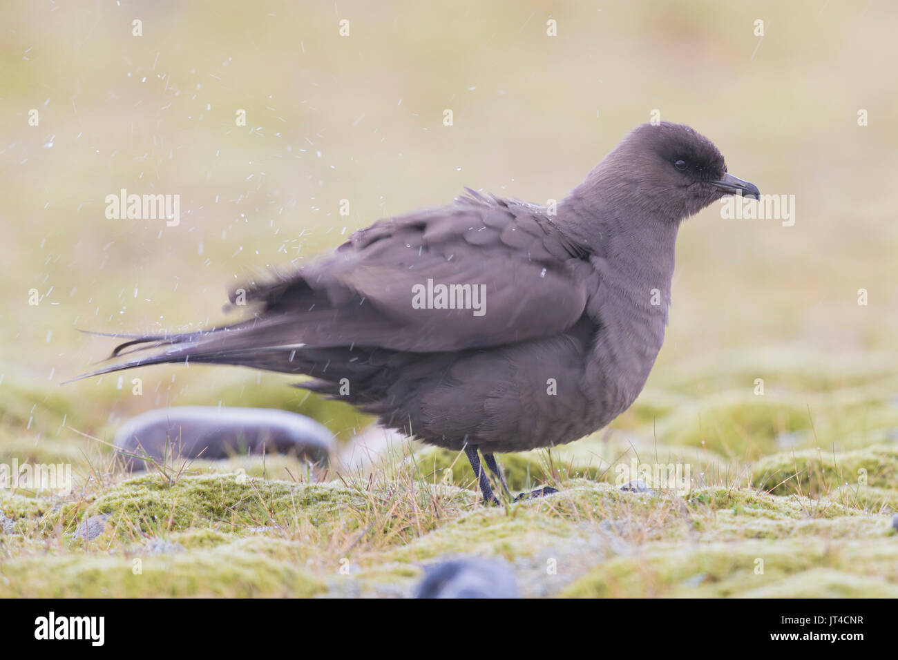 Parasitäre Jaeger (Eulen parasiticus), dunkle Morph, Erwachsener, schütteln Tropfen regen Stockfoto