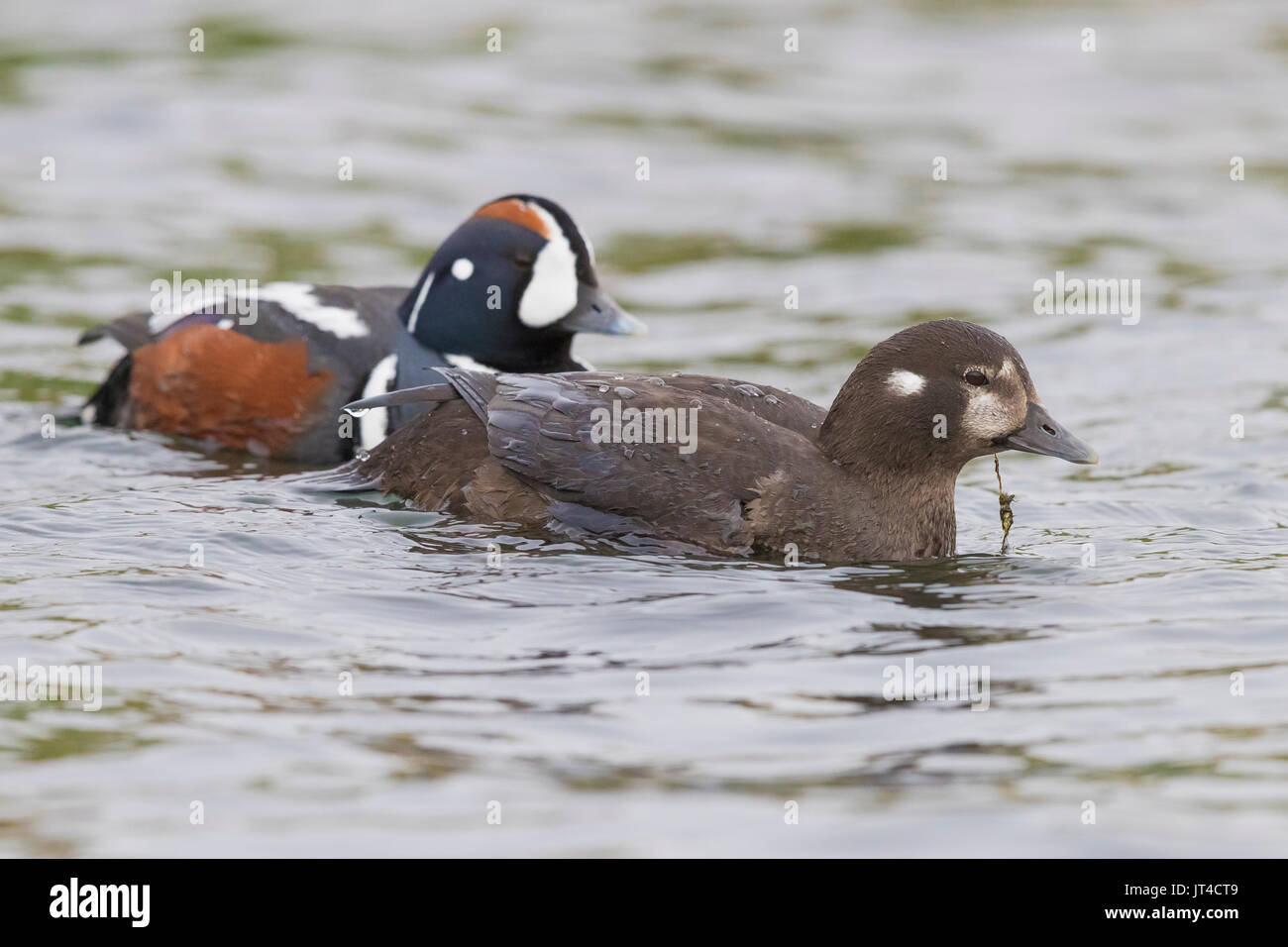 Harlequin Duck (Histrionicus histrionicus), ein paar Schwimmen in einem See Stockfoto
