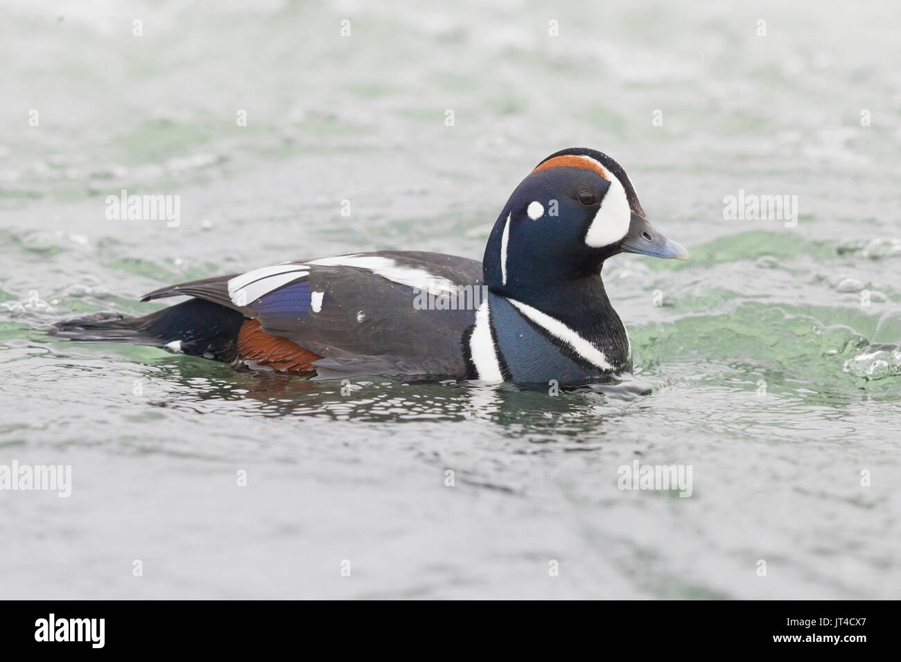 Harlequin Duck (Histrionicus histrionicus) Stockfoto