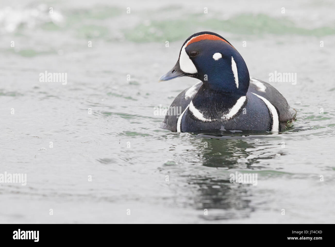 Harlequin Duck (Histrionicus histrionicus) Stockfoto