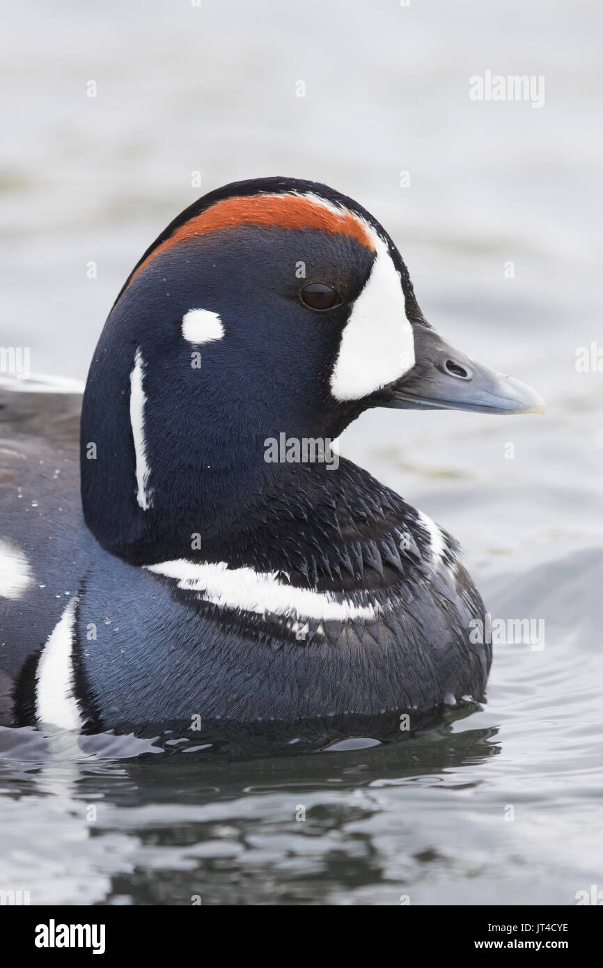 Harlequin Duck (Histrionicus histrionicus), erwachsenen männlichen close-up Stockfoto