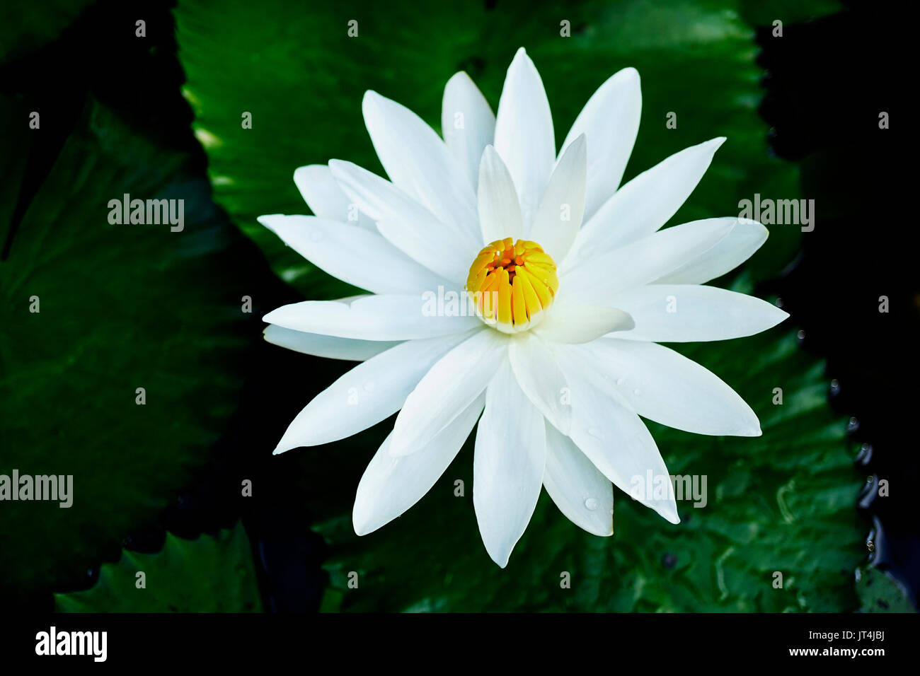 Nahaufnahme einer offenen Lotus Blume mit weißen Blütenblättern und geschlossene gelbe Kern in einem dunklen See mit grünen Blättern. Stockfoto