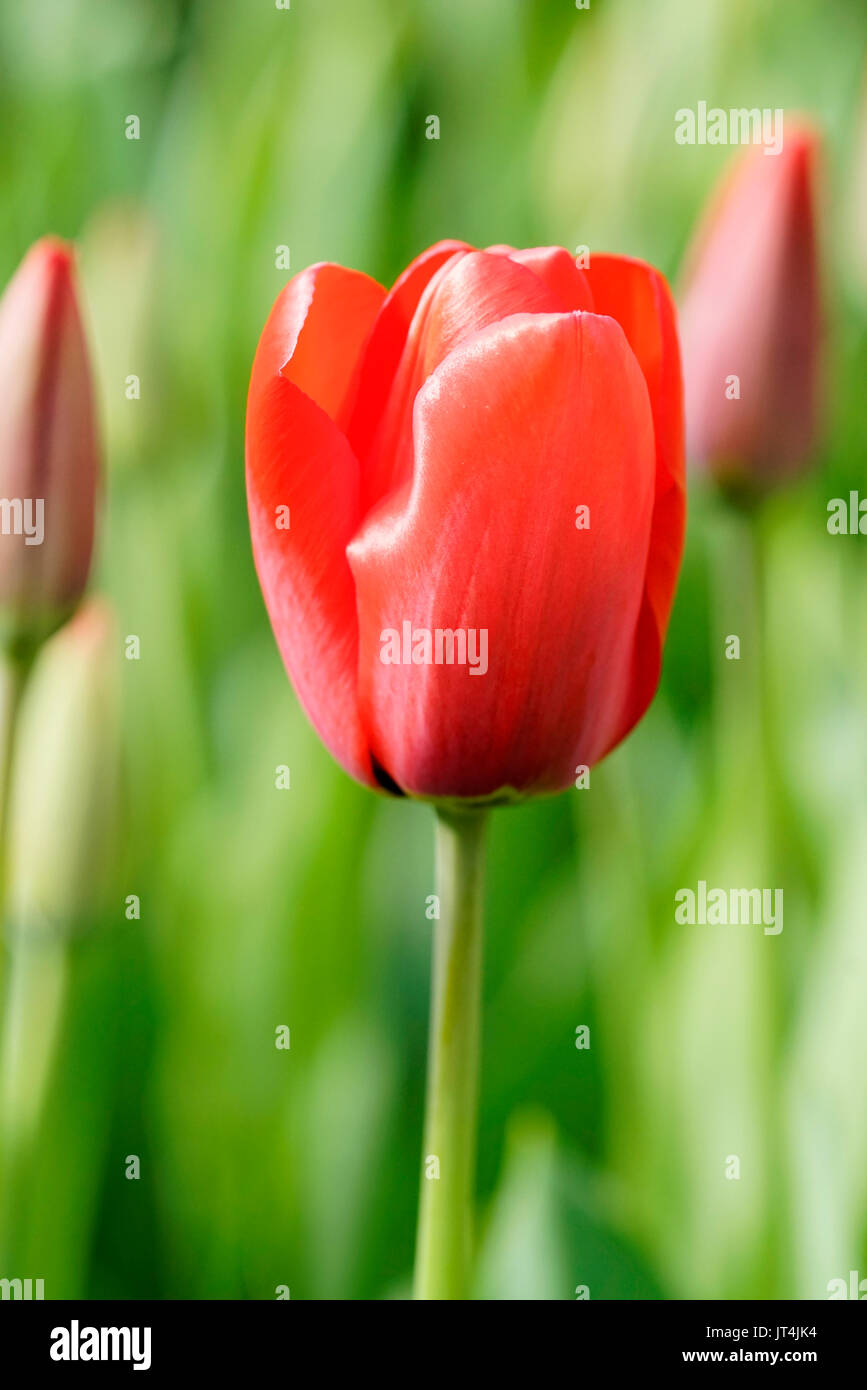 In der Nähe von Tulip mit roten bunten Blüten und Blätter neben geschlossenen Tulpen auf dem Keukenhof im Frühling während der Tag in Holland. Stockfoto