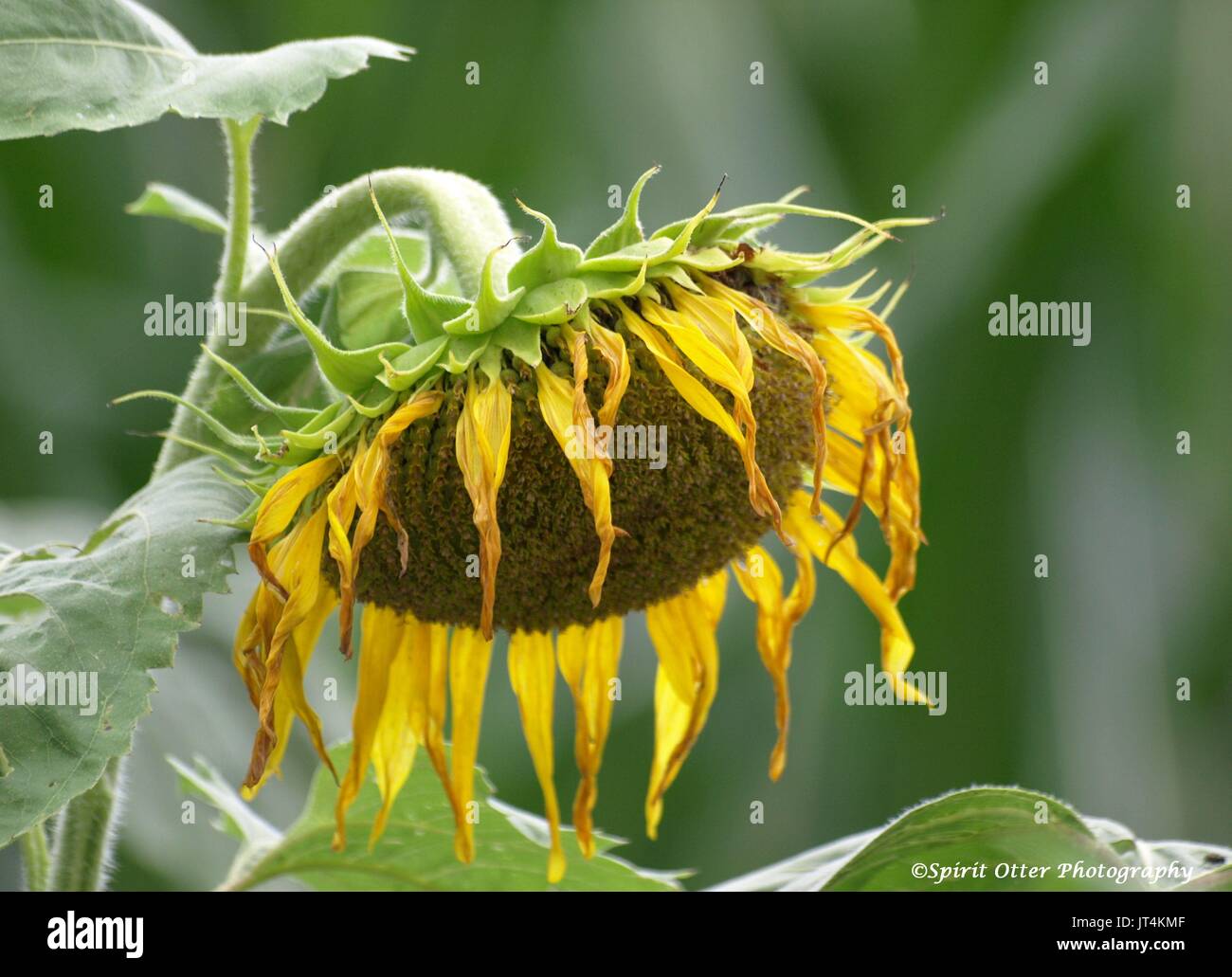 Riesige hängenden gelben Sonnenblume Kopf Stockfoto