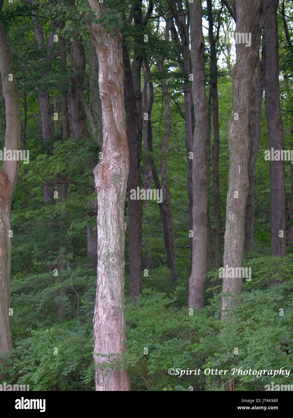 Wald von hoch stehenden Bäumen Stockfoto