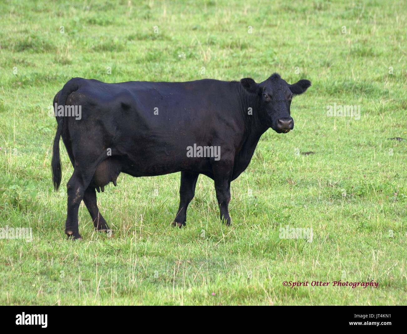 Placid schwarze Kuh auf der Weide Einstellung Stockfoto