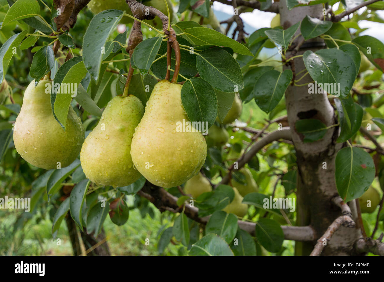 3 reife Birnen im Vordergrund Anlage umgeben von grünen Blätter Stockfoto