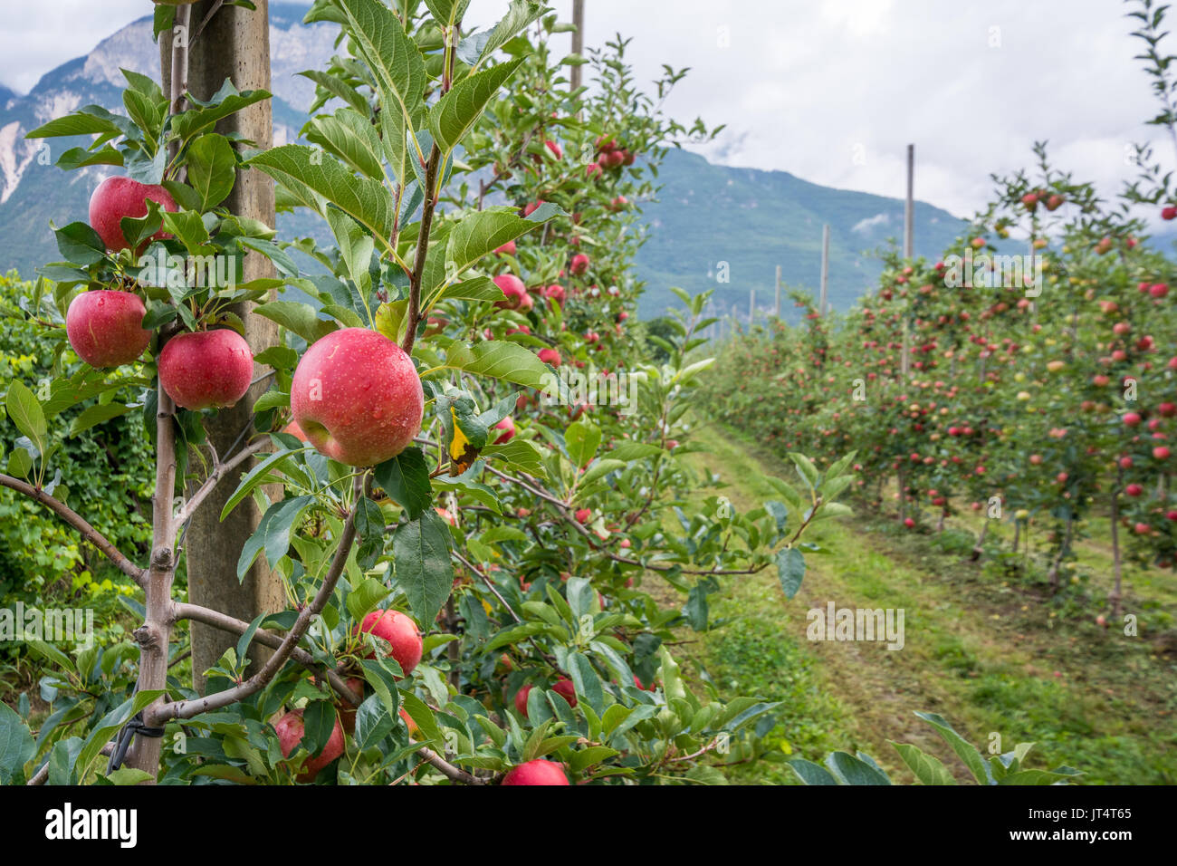 Äpfel hängen von einem Ast in einem Obstgarten Südtirols Landschaft, Italien. Stockfoto