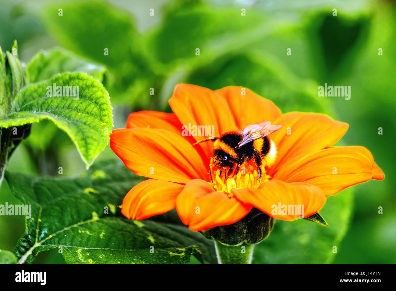 Eine Hummel, sammeln von Pollen von einer großen orange Blume Stockfoto