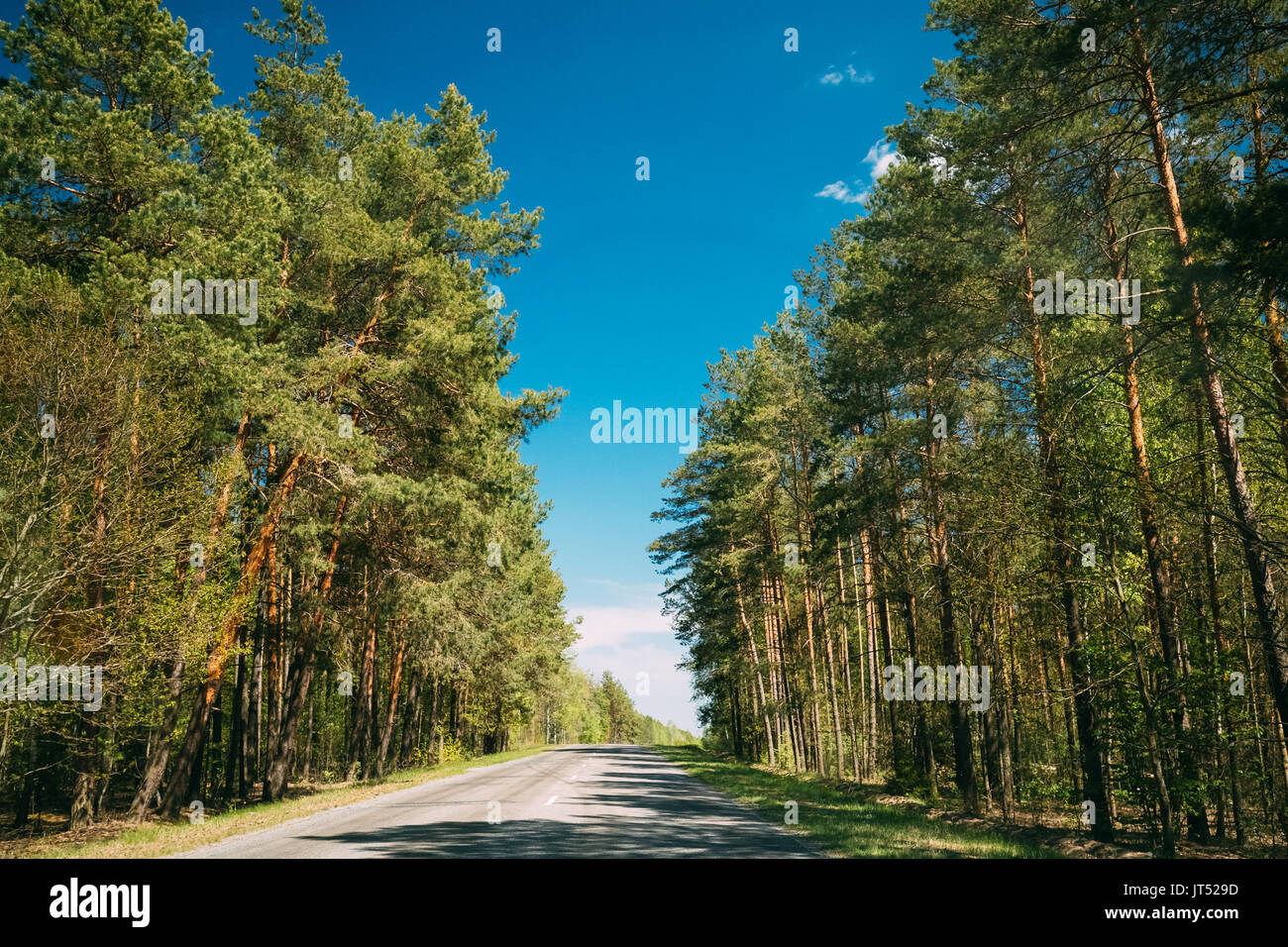 Asphalt offene Landstraße bis Frühjahr Bäume Wald Nadelwald In sonnigen Tag. Sommer Waldlandschaft In Weißrussland oder europäischen Teil Russlands Stockfoto