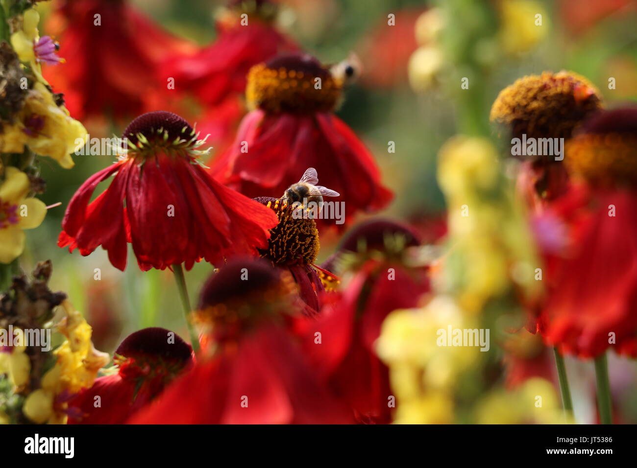Honig Biene auf Roten Sonnenhut Stockfoto