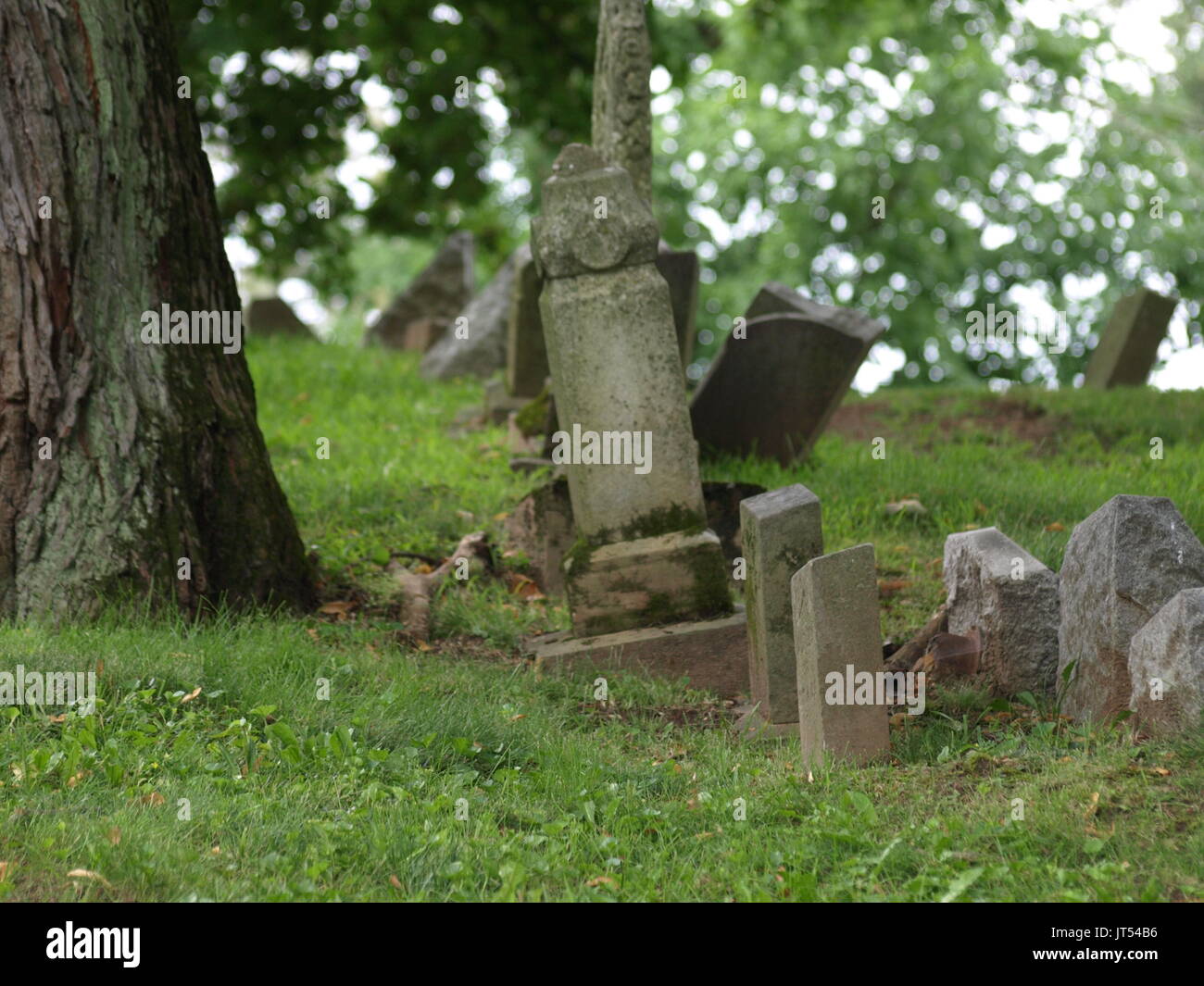 Ältere verschlissene Grabsteine von Baumwurzeln umgeworfen, keine Namen angezeigt. Stockfoto