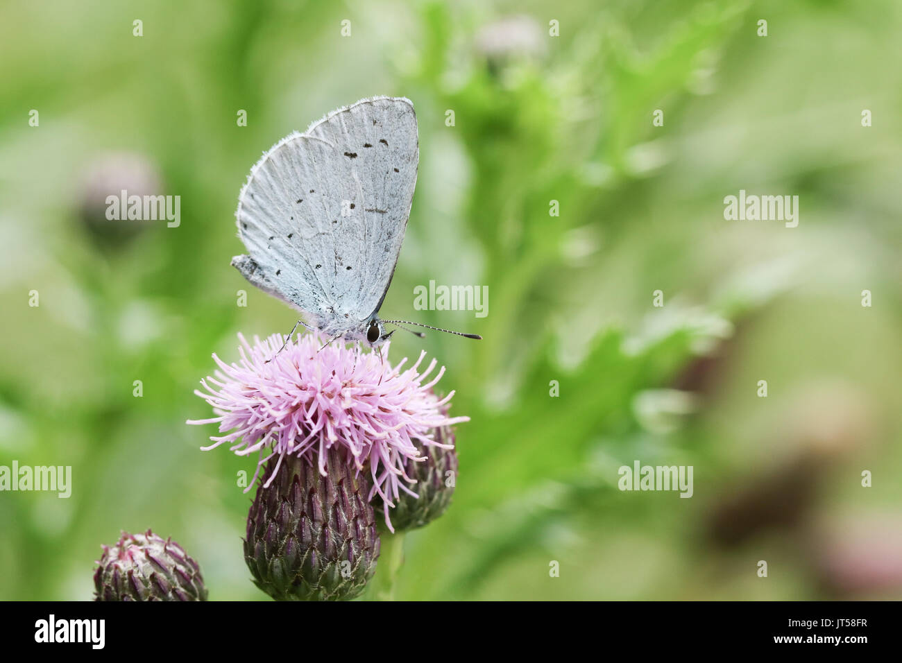 Ein Holly Blue Butterfly (Celastrina Argiolus) nectaring auf einer Distel Blume. Stockfoto