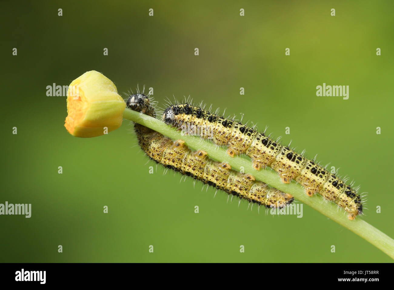 Zwei große weiße Butterfly Caterpillar (Pieris brassicae) Fütterung auf einer Anlage. Stockfoto
