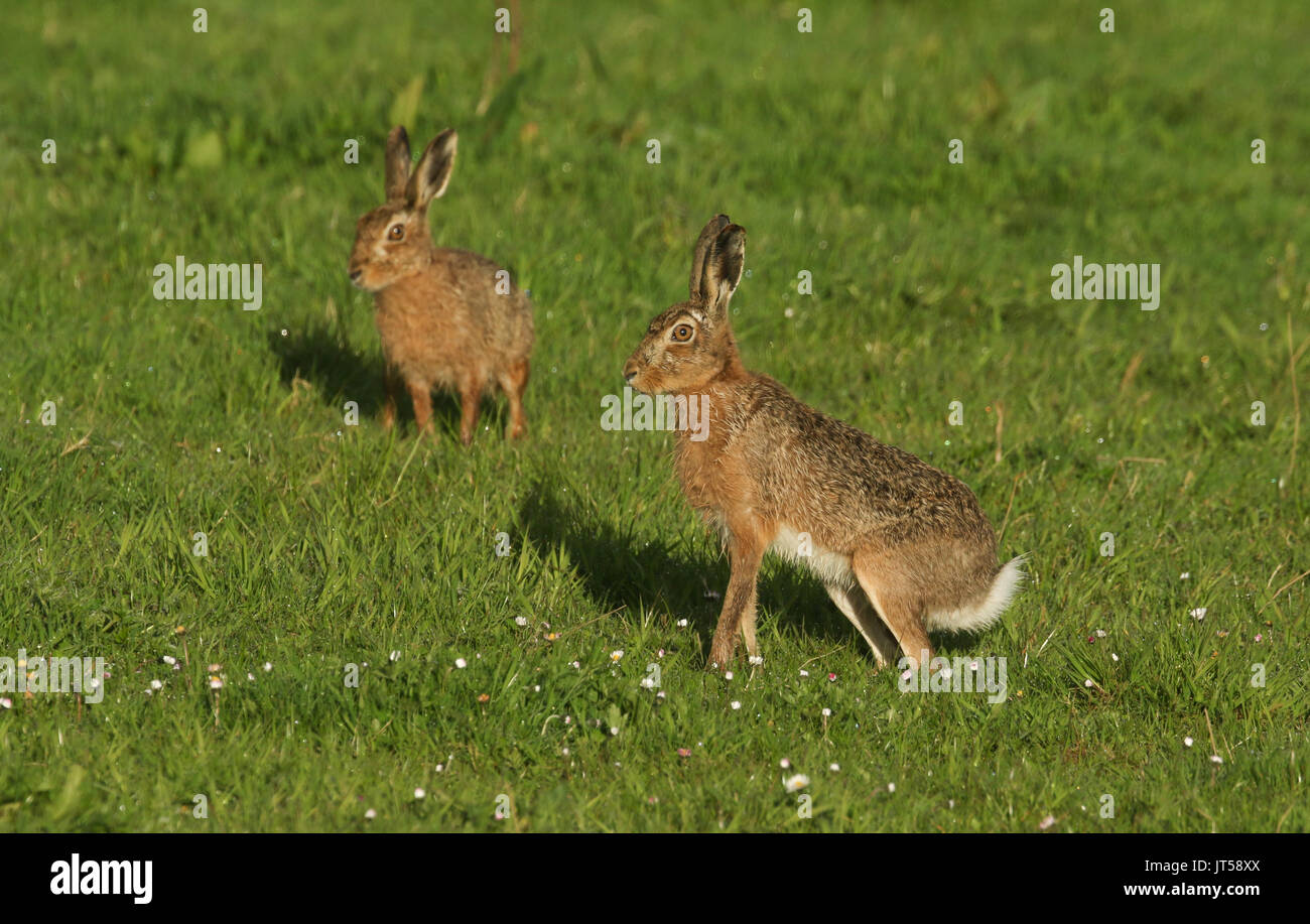 Atemberaubende Feldhase (Lepus europaeus) in einer Wiese. Stockfoto