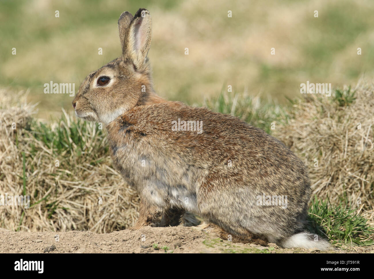 Ein erwachsener Wilde Kaninchen (Orytolagus cuniculus) durch die Graben. Stockfoto