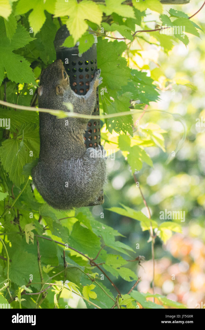 Graue Eichhörnchen sciurus Carolinensis auf Garten birdfeeder ohne Schwanz Stockfoto