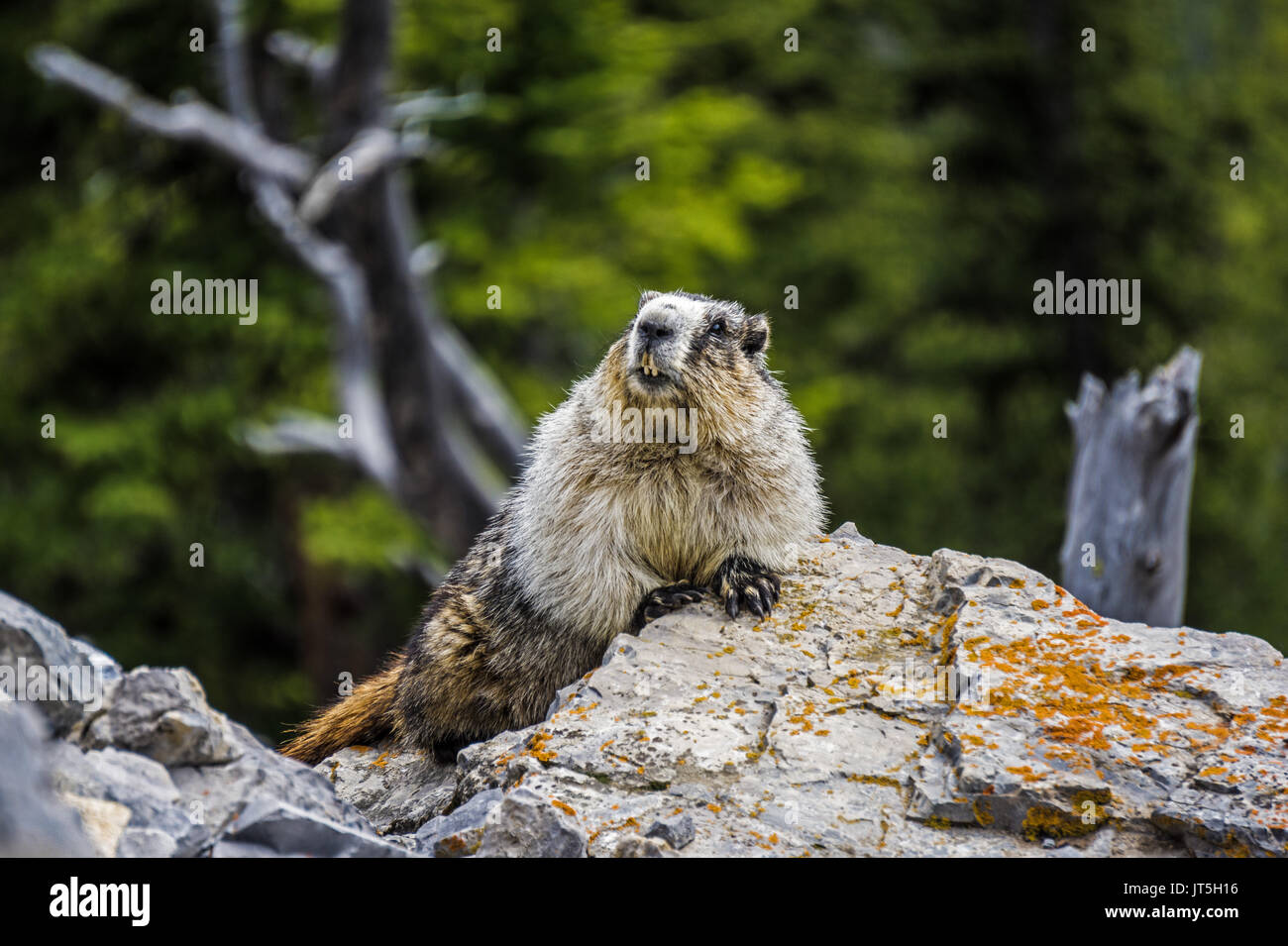 Murmeltier (Marmota caligata) ruht auf einem Felsen in Banff National Park, Kanada Stockfoto