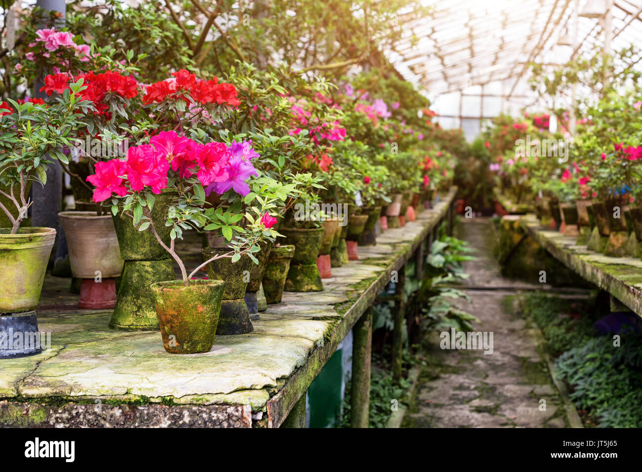37+ Blumen Im Gewächshaus, Ein anzuchtgewächshaus ermöglicht