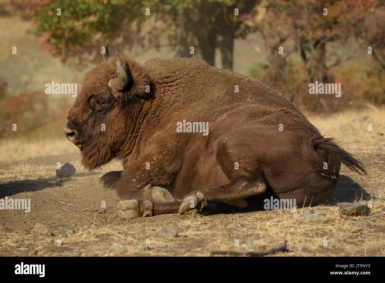 Europäische Bisons recumbent Stockfoto