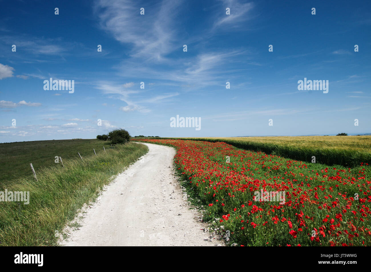 Klatschmohn Blüte entlang der South Downs Way in West Sussex Stockfoto