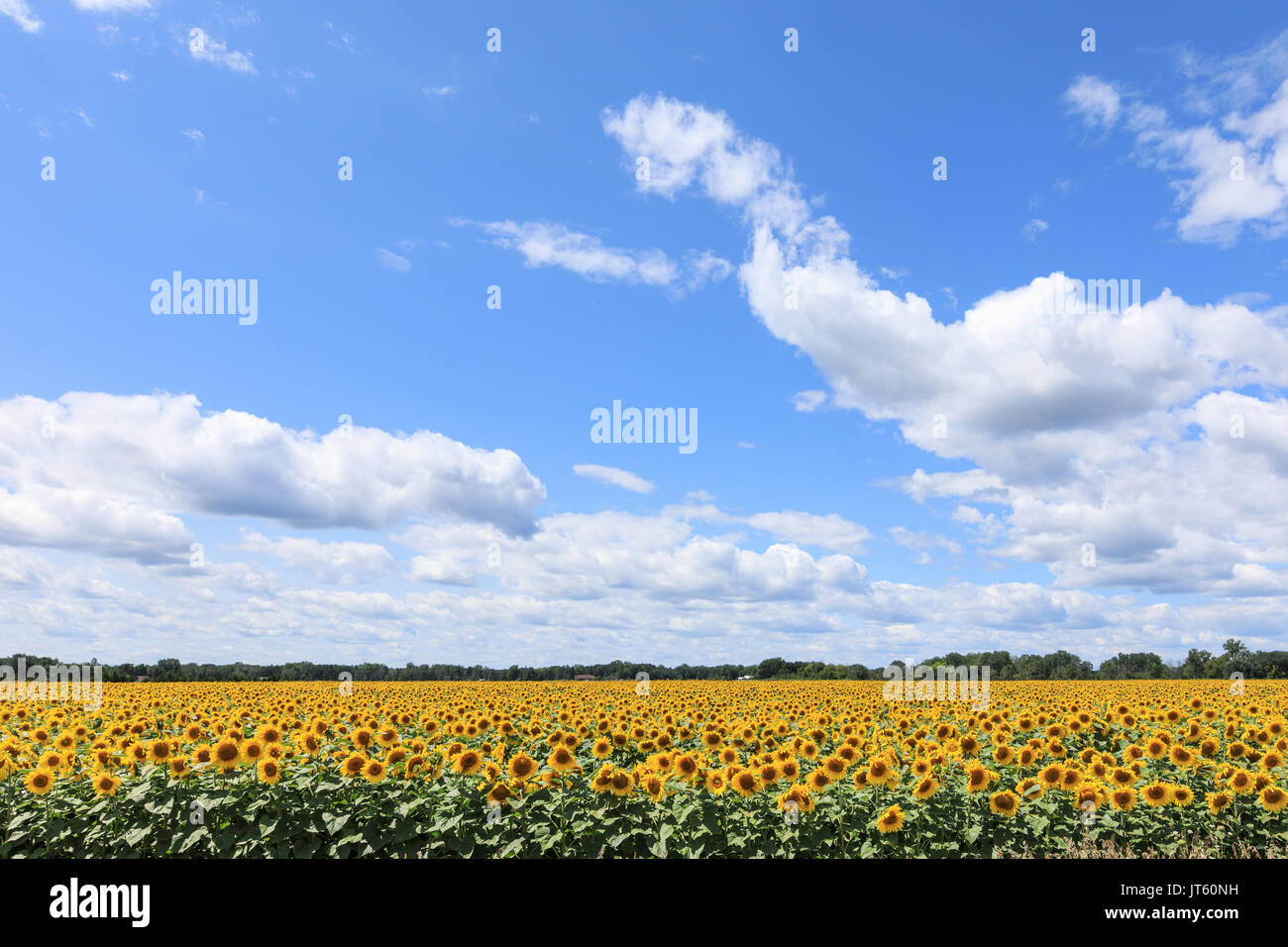 Ein Sonnenblumenfeld in voller Blüte, unter einem blauen Himmel mit weißen Wolken, Puffy Stockfoto