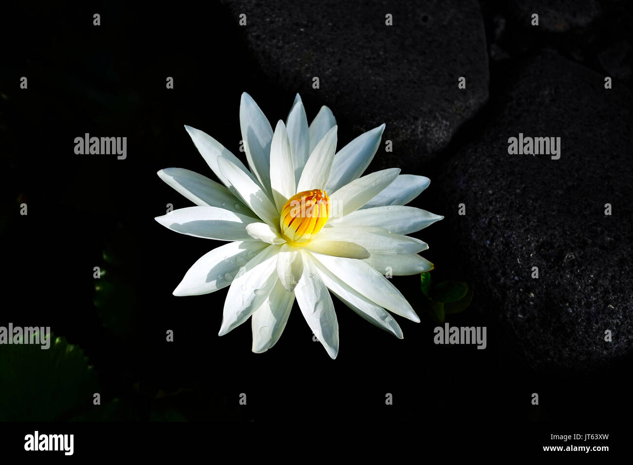 Nahaufnahme einer offenen Lotus Blume mit weißen Blütenblättern und geschlossene gelbe Kern in einem dunklen See. Stockfoto