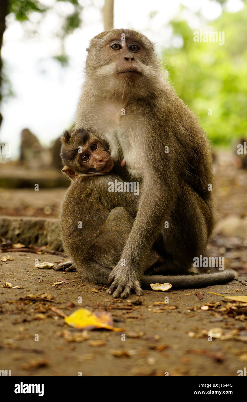 Braun macaque Mutter Affe auf dem Boden sitzend Stillen furry Affenbaby, die mich in der wilden Natur sucht. Stockfoto