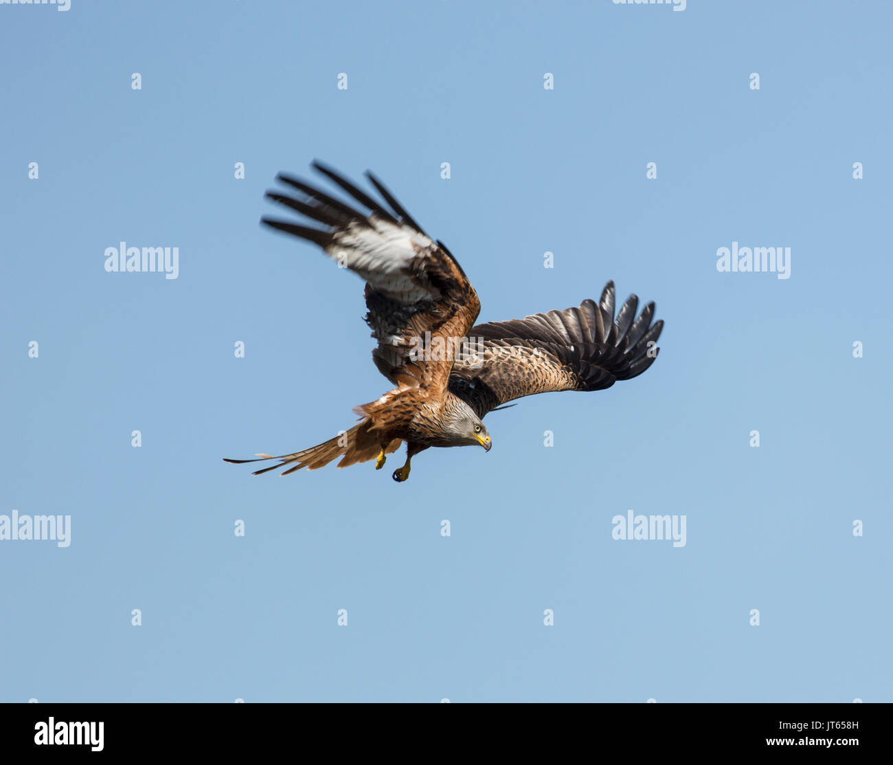 Antenne angezeigt, wenn Red Kite Stockfoto