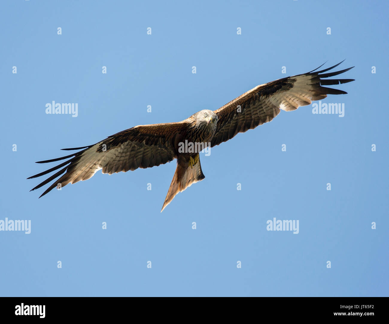 Rotmilan im Flug Gesicht auf Fliegen in Richtung des Betrachters Stockfoto