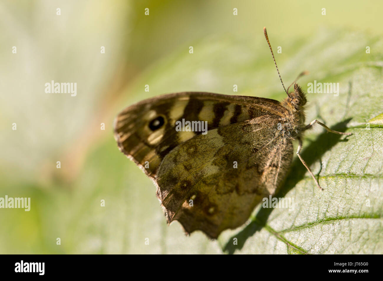 Gesprenkelte Holz Schmetterling Stockfoto