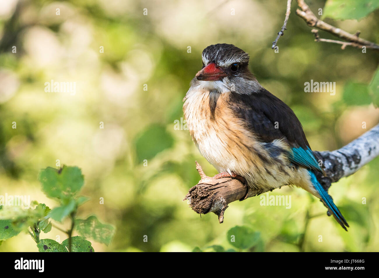 Brownhooded Kingfisher (Halcyon albiventris), Hluhluwe-Imfolozi Park, KwaZulu-Natal, Südafrika Stockfoto