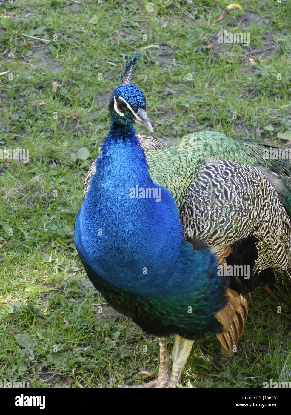 Ein Schuss ein Pfau Stockfoto
