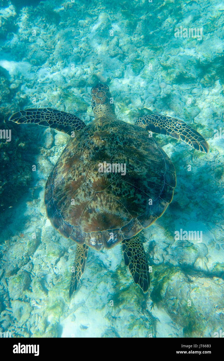 Echte Karettschildkröte (Eretmochelys imbricata), Gangehi Island, Ari Atoll, Malediven, Indischer Ozean Stockfoto
