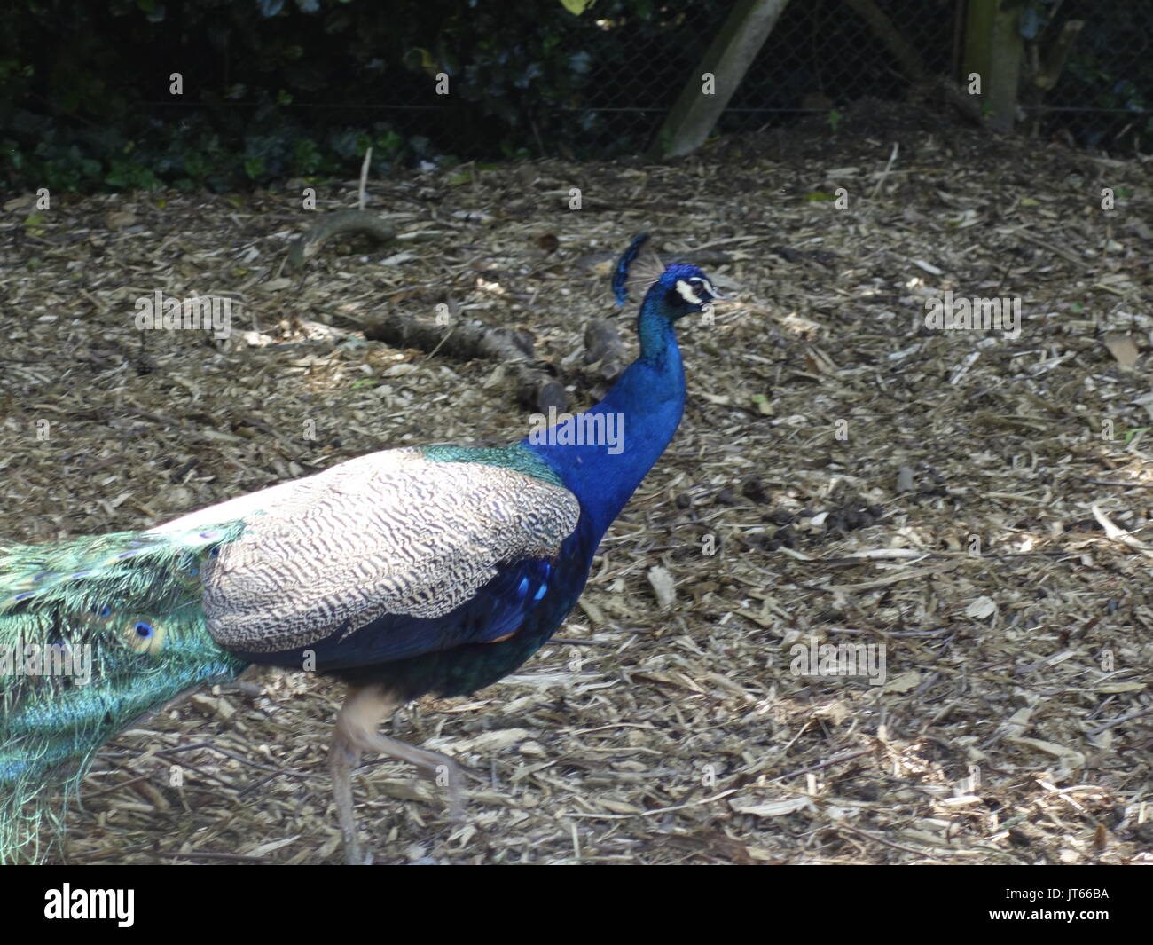 Ein Schuss ein Pfau Stockfoto
