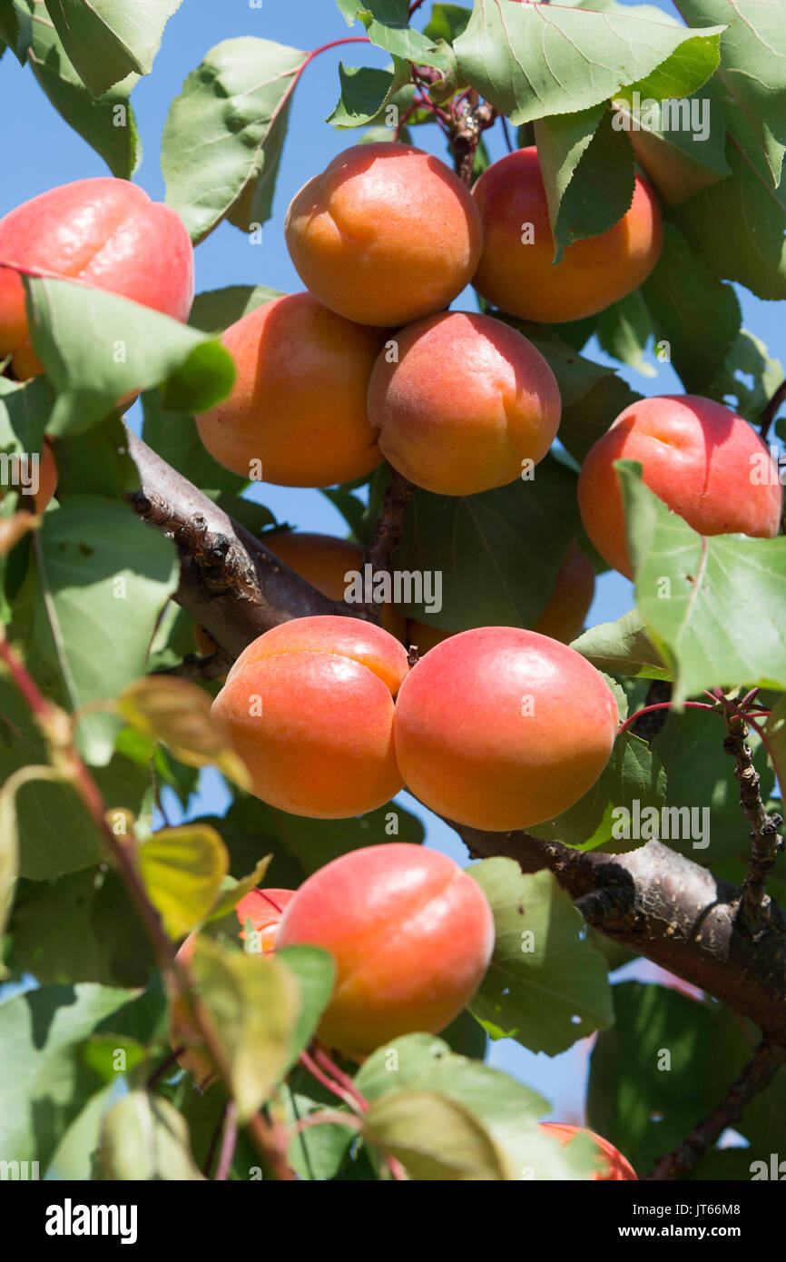 Aprikosenbaum und Aprikosen in der Region Drôme (Frankreich)) Stockfoto