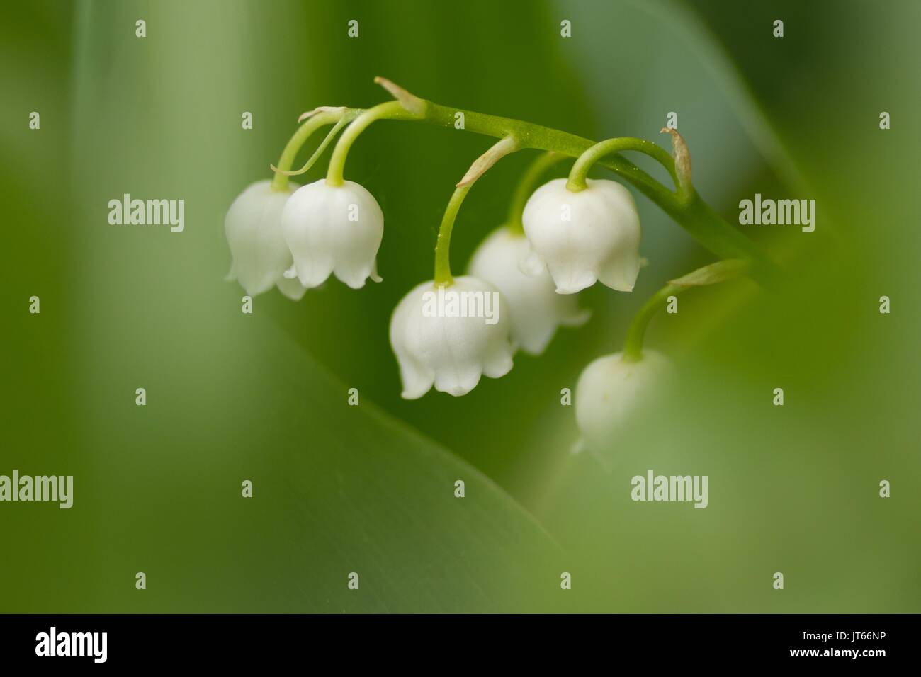Maiglöckchen (Convallaria majalis) zwischen Blättern, Hessen, Deutschland Stockfoto