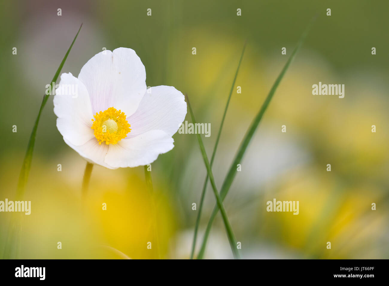 Schneeglöckchen-Anemone (Anemone Sylvestris), Hessen, Deutschland Stockfoto