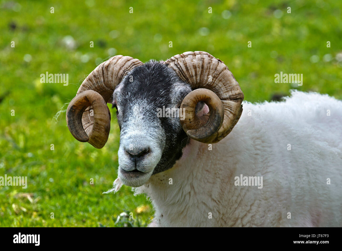 Schottland: Ram in der Isle of Skye, die größte der Inseln der Inneren Hebriden. Ram's Head mit Hörnern, schottischen Blackface Hausschafen Stockfoto