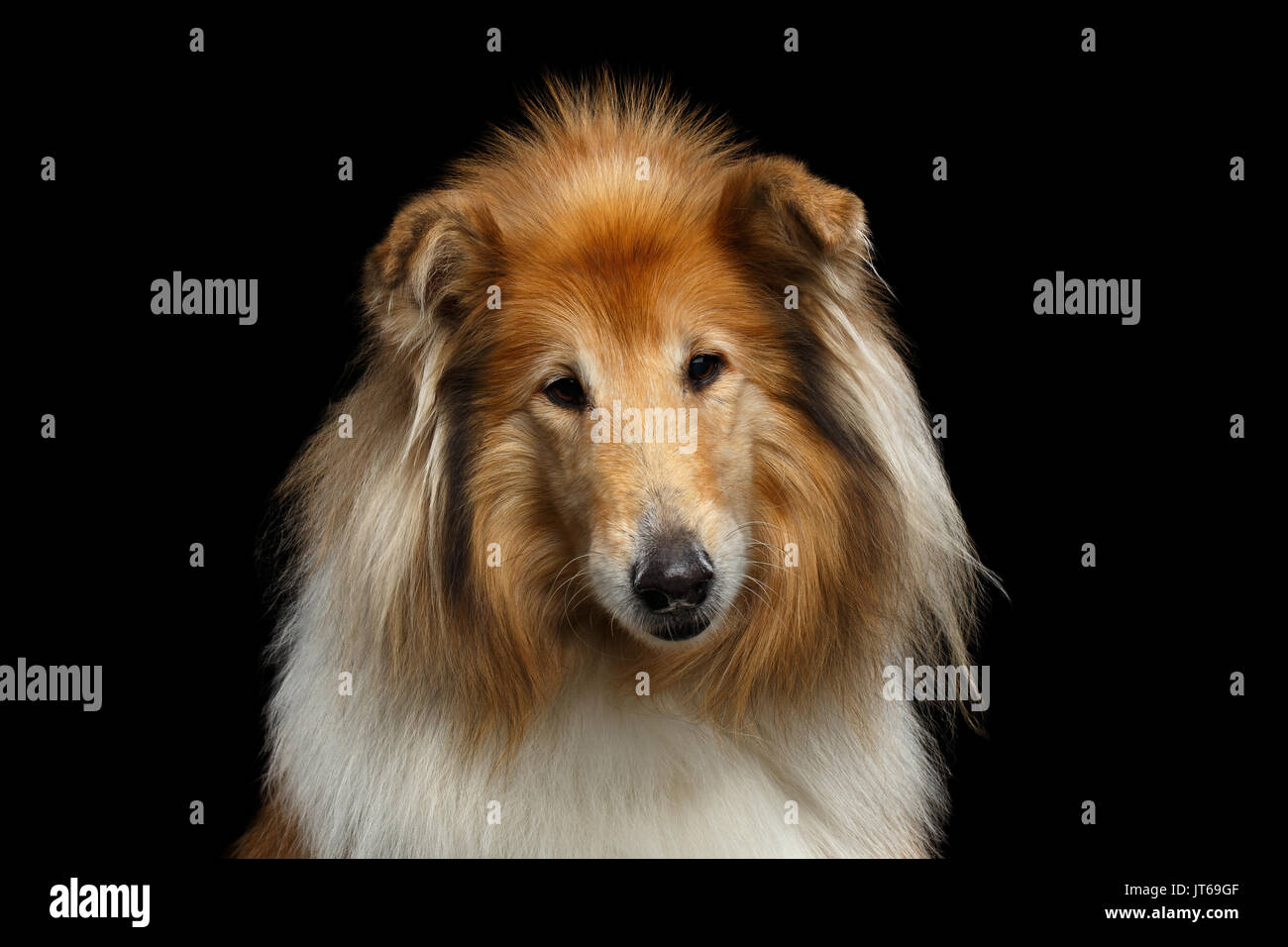 Shetland Sheepdog Hund auf schwarzem Hintergrund Stockfoto