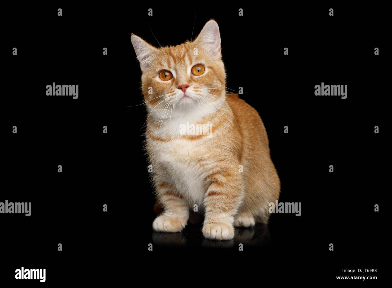 Munchkin Cat auf schwarzem Hintergrund Stockfoto