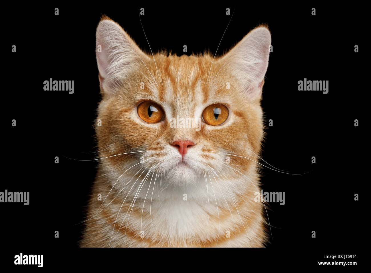 Munchkin Cat auf schwarzem Hintergrund Stockfoto