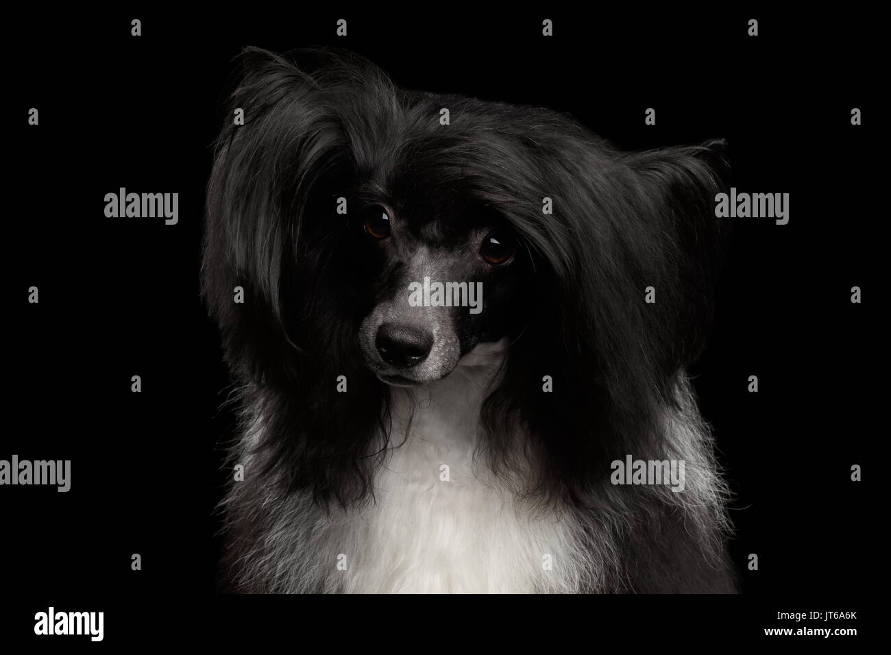 Chinesischer Schopfhund auf schwarzem Hintergrund Stockfoto