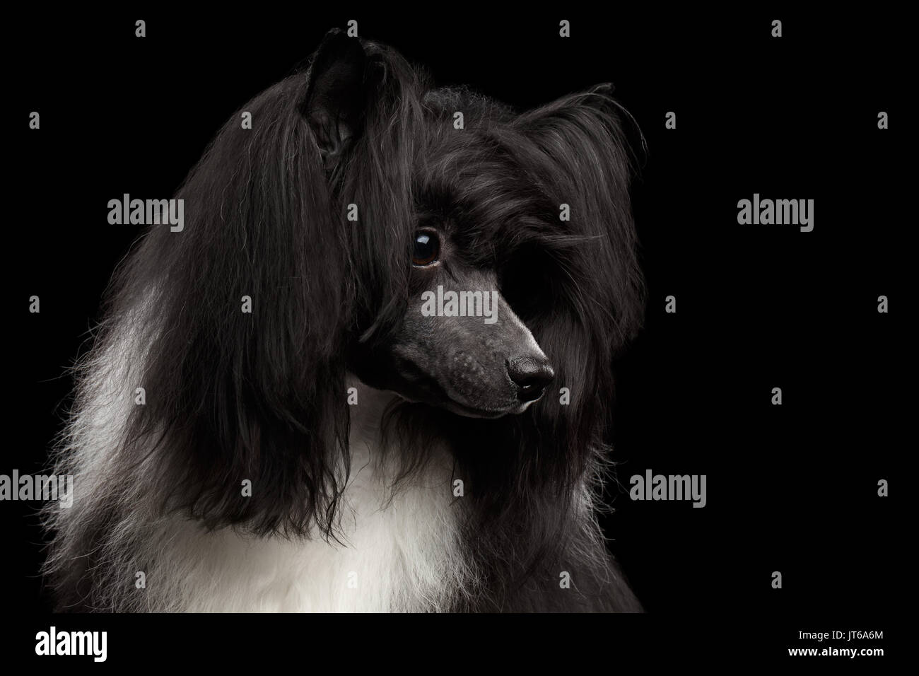 Chinesischer Schopfhund auf schwarzem Hintergrund Stockfoto