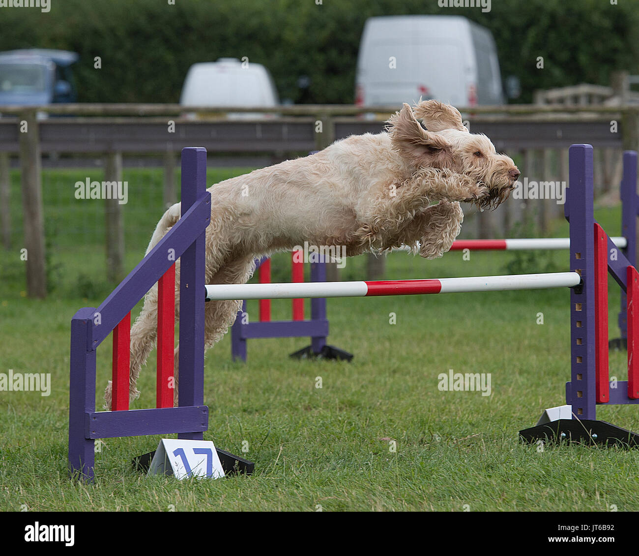 Italienische spinone Hund konkurrieren in Agilität Stockfoto