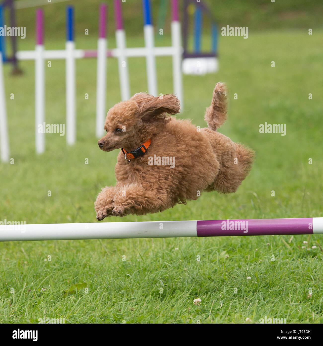 Pudel Hund konkurrieren in Agilität Stockfoto